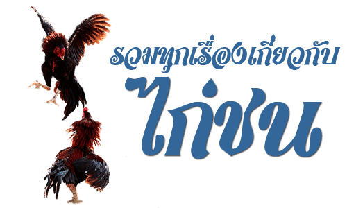 รวมทุกเรื่องเกี่ยวกับ ไก่ชน