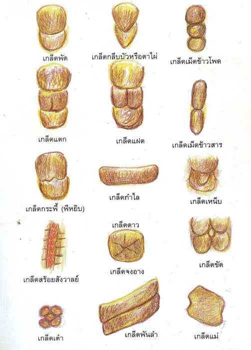 เกล็ดแข้งไก่ชน