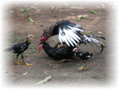 Bagaimana untuk berkembang biak ayam aduan